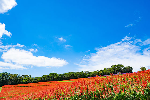 花さじき・冬